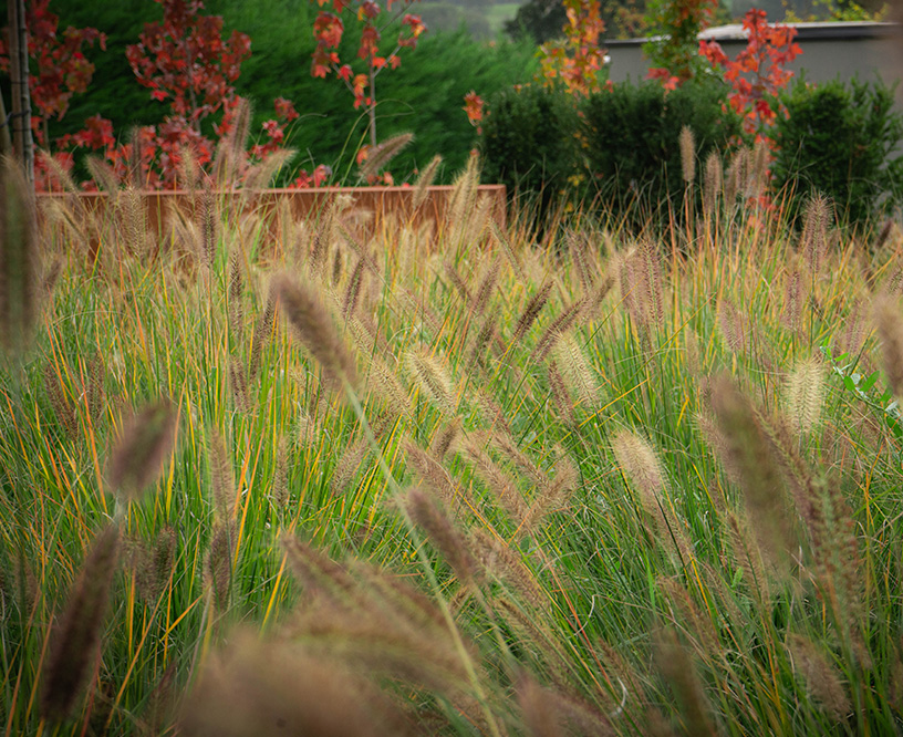 etude-projet-realisation-les-mauvaises-herbes