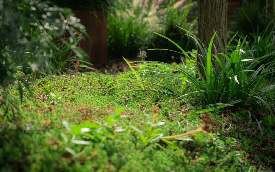 Location de plantes dans le Grand-Est : une touche de nature pour vos événements !