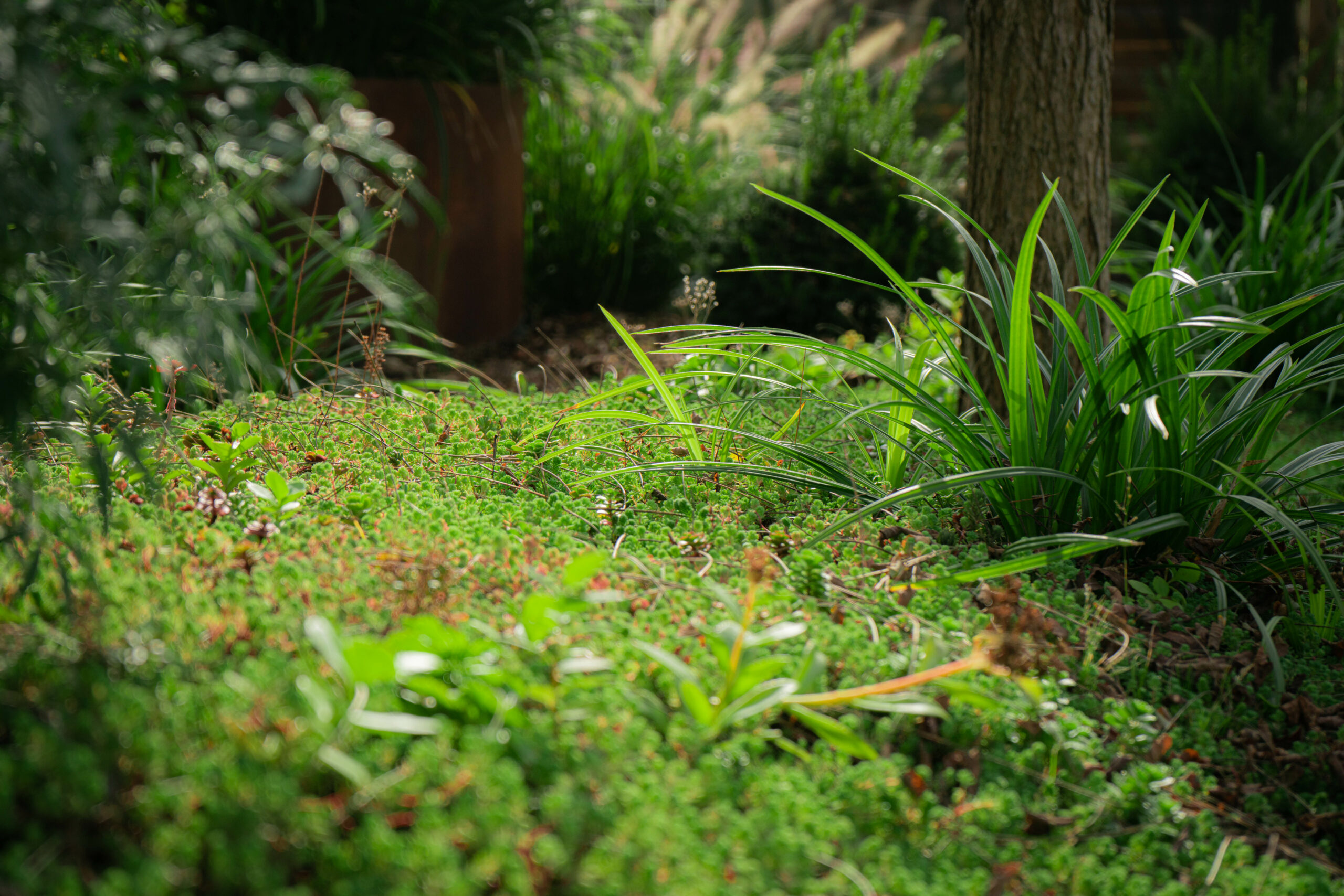 Location de plantes dans le Grand-Est